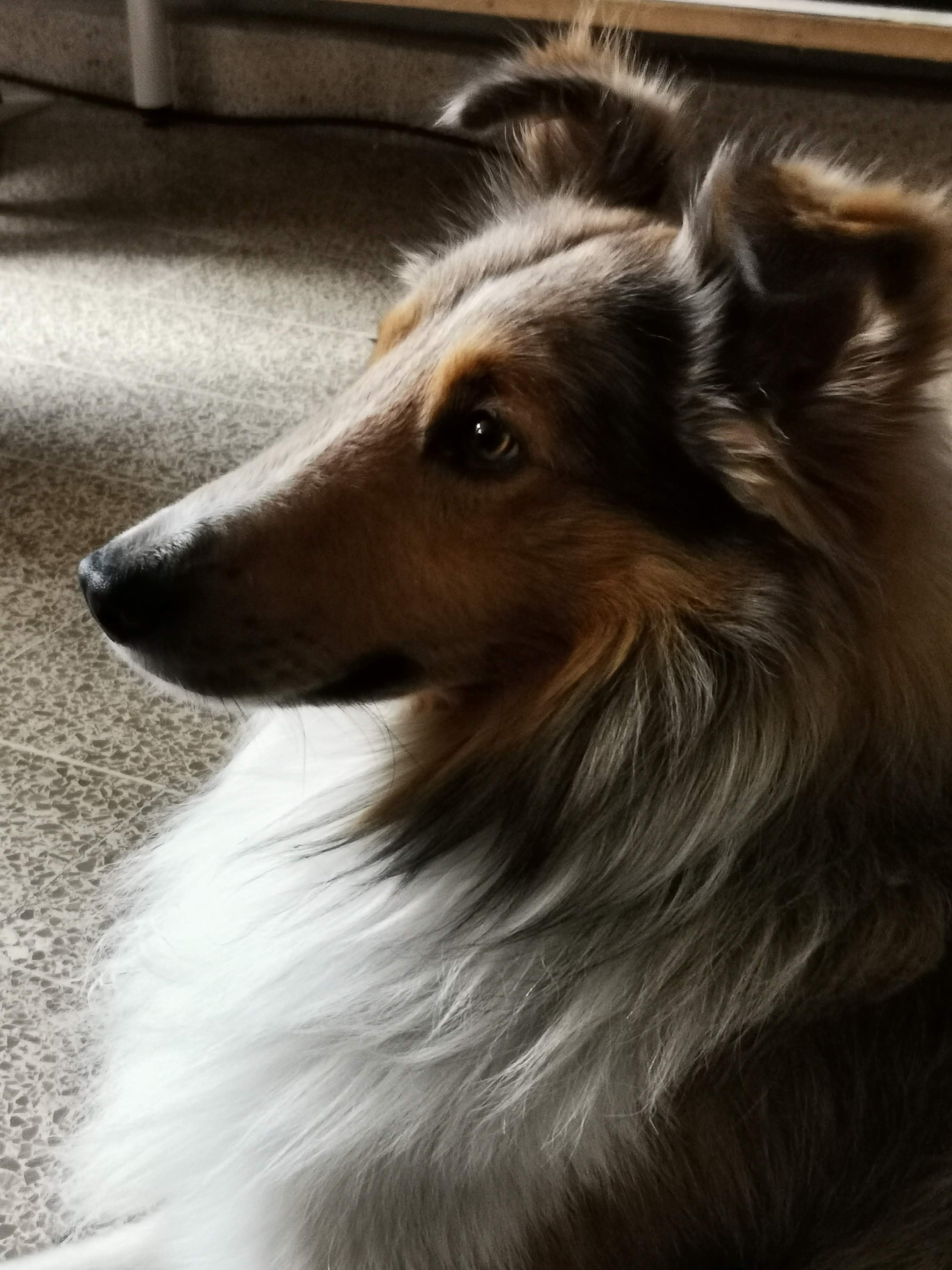 Lucas